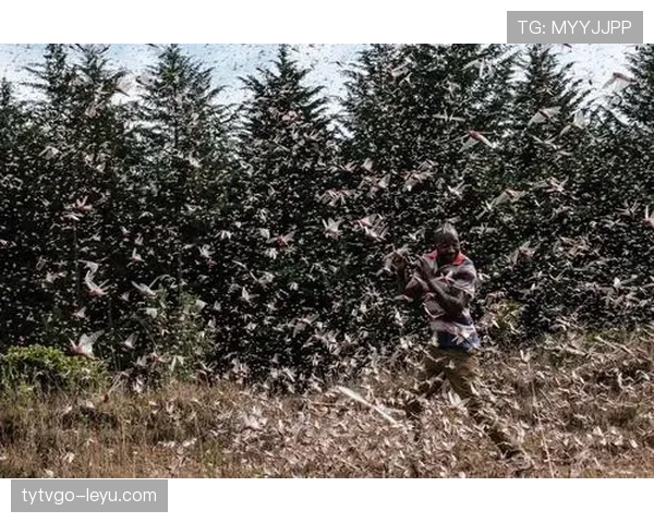法马防线稳定局势，助力东非地区和平与合作趋势良好