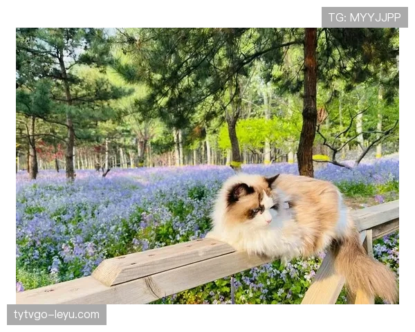 李娜退役后住上海老洋房，每天遛狗喝咖啡，这日子谁懂啊