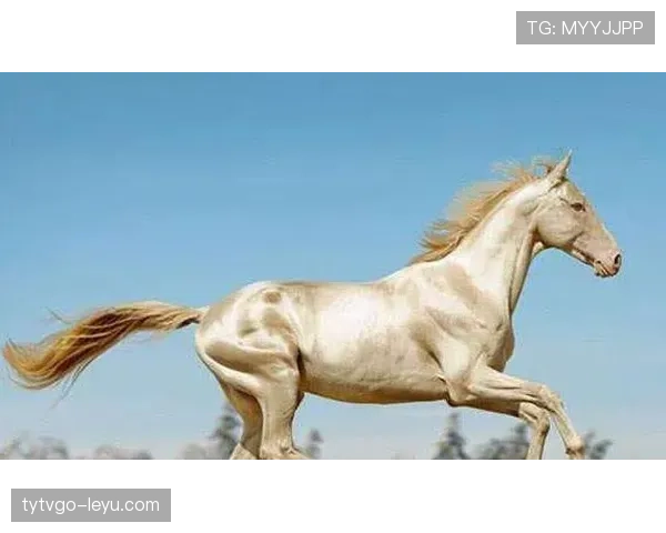 富里睡醒发现自家马场又多了一匹纯血马，这月第几回了？